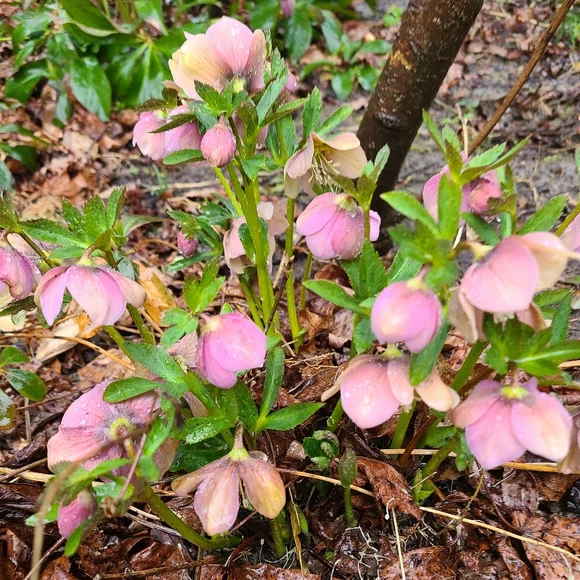 Hellebores Lenten Rose 4 plants $45 - Picture 5 of 7